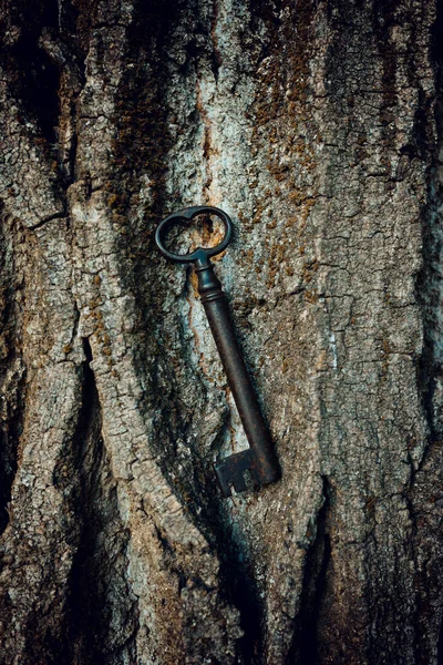 Oude Smeedijzeren Sleutel Boomschors Metaforische Mysterieuze Concept — Stockfoto