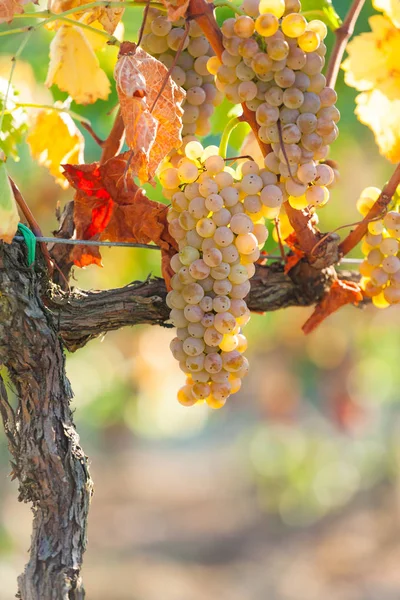 Крупный План Белого Винограда Винограднике Тосканы Италии — стоковое фото