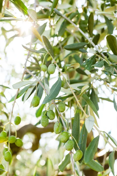 细节橄榄树分支在托斯卡纳山 Monterappoli 佛罗伦萨意大利 — 图库照片