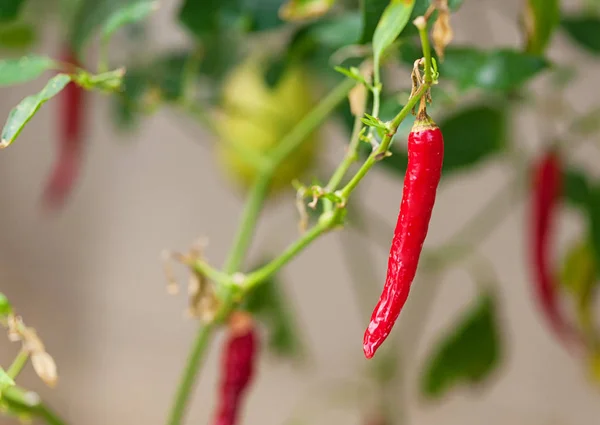 Einzelne Chilipfeffer Rot Scharf Roh Reif Gewürz Gemüseanbaupflanze — Stockfoto