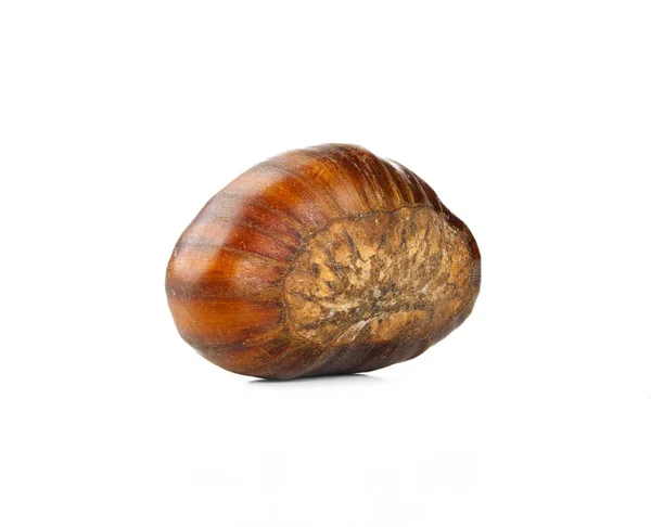 One Chestnut Isolated White Background — Stock Photo, Image