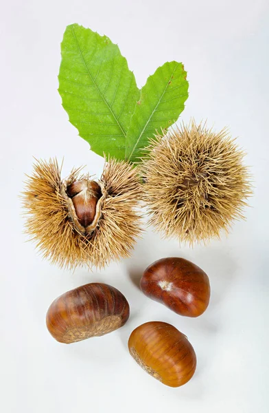 Chestnut Dan Chestnut Bur Terisolasi Pada Latar Belakang Putih — Stok Foto