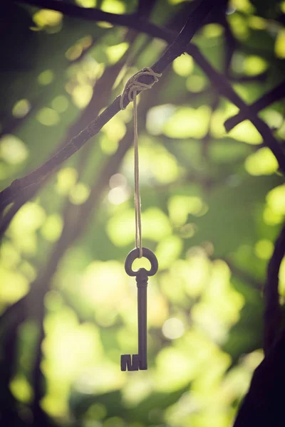 Ancient Wrought Iron Key Hanging Branches Mysterious Metaphorical Concept — Stock Photo, Image