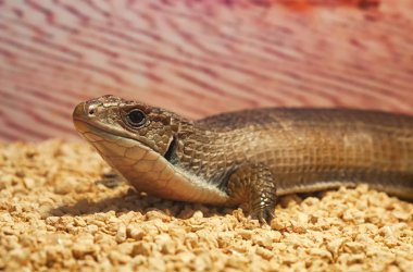 Gerrhosaurus büyük veya Sudan kaplama kertenkele kapat.