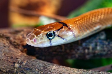 Endonezya takı yılan ya da Coelognathus subradiatus. 7 ratsnakes Güney ve Güney Doğu Asya cinsidir.