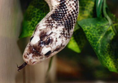 Pantherophis Obsoleta or Elaphe Obsoleta, commonly called Rat Snake. clipart
