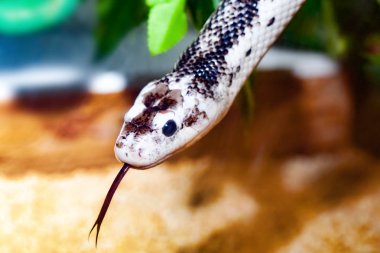 Pantherophis Obsoleta or Elaphe Obsoleta, commonly called Rat Snake. clipart