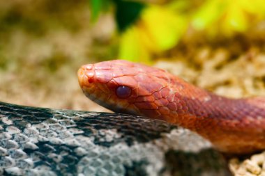 Kırmızı mısır yılan ya da pantherophis guttatus