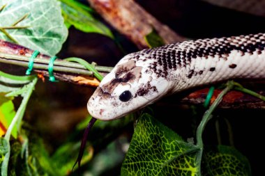 Pantherophis obsoletus veya Elaphe obsoletus, yaygın olarak adlandırılan fare yılan.