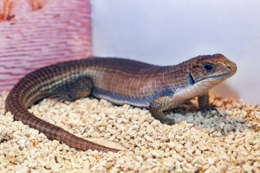 Gerrhosaurus büyük veya Sudan kaplama kertenkele kapat.