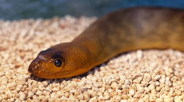 Argyrogena Fasciolata Banded Racer Snake — Stock Photo, Image