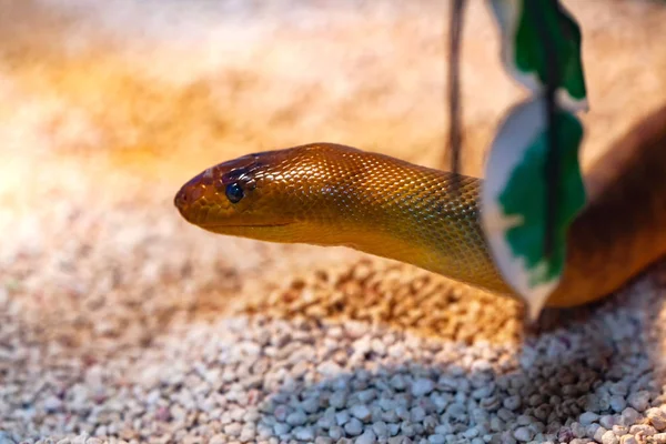 Argyrogena Fasciolata Banded Racer Snake — Stock Photo, Image