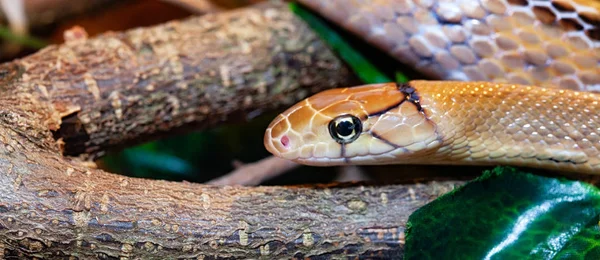 Indonesian Jewelry Snake Coelognathus Subradiatus Genus Ratsnakes South South East — Stock Photo, Image