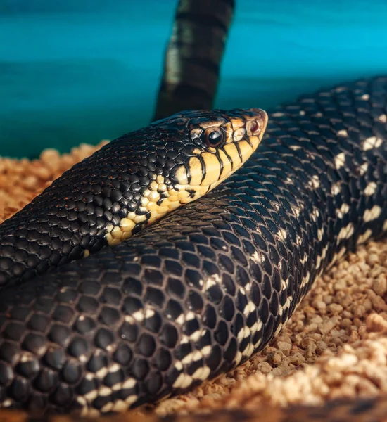 Leioheterodon Madagascariensis Malagasy Giant Hognose Snake — Stock Photo, Image
