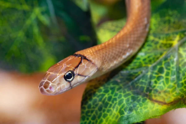 Serpent Bijou Indonésien Coelognathus Subradiatus Est Genre Serpents Asie Sud — Photo