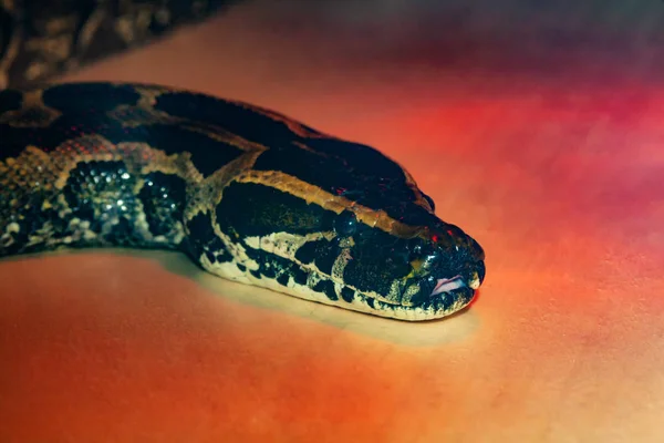 Africano Python Serpente Fechar Sob Luz Vermelha — Fotografia de Stock