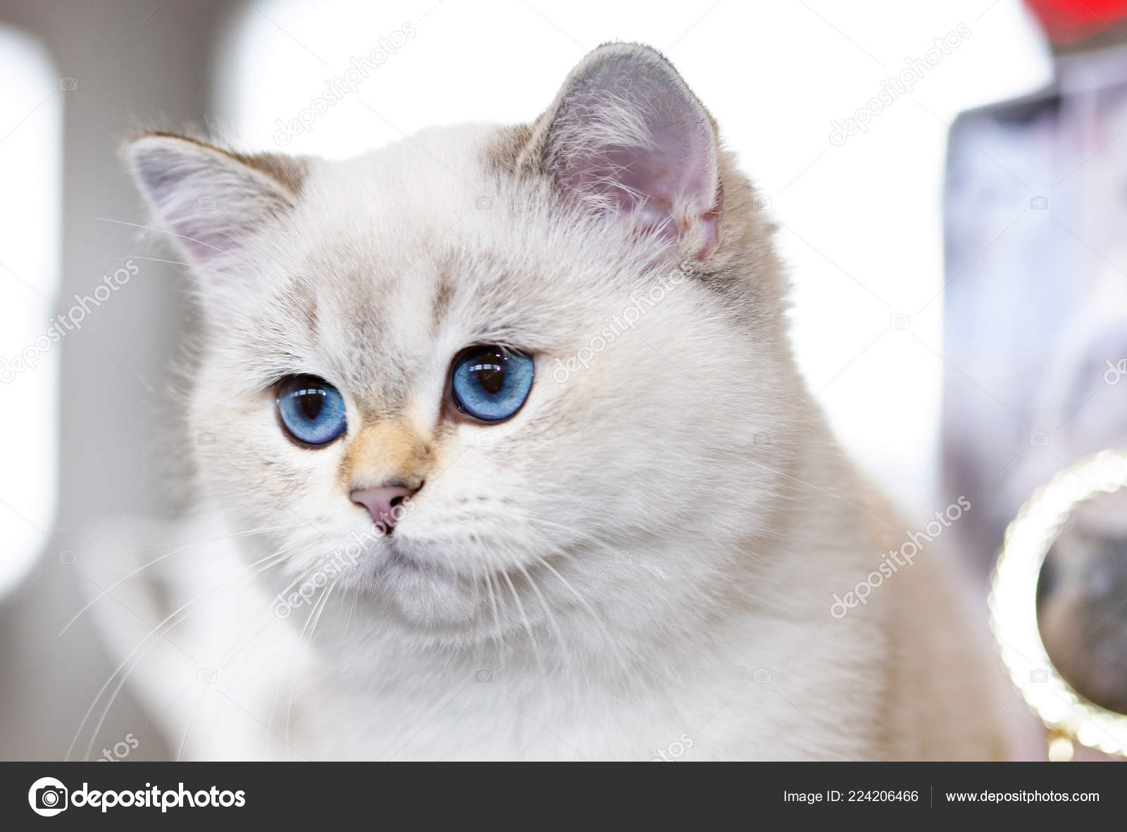 Porträt Einer Britische Katze Weiße Farbe Mit Blauen Augen
