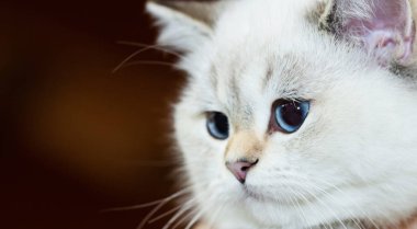 Bir İngiliz kedi beyaz renk mavi gözlü portresi.