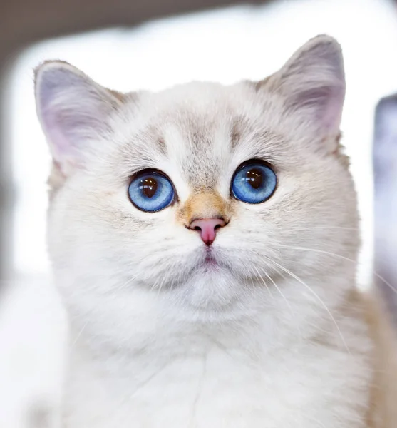 Retrato Gato Británico Color Blanco Con Ojos Azules — Foto de Stock