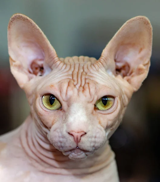 Retrato Hermoso Gato Esfinge Con Ojos Amarillos — Foto de Stock