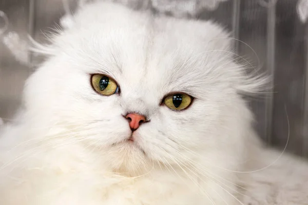 Portret Kot Norweski Leśny Biały Kolor — Zdjęcie stockowe