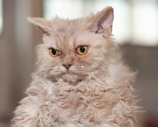 セルカークレックス猫の肖像画 — ストック写真
