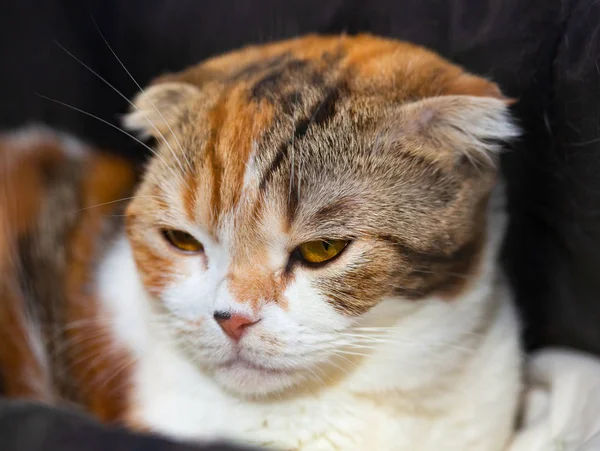 Retrato Gato Escocés Plegable — Foto de Stock