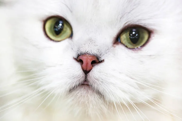 白い色のノルウェーの森林猫の肖像画 — ストック写真