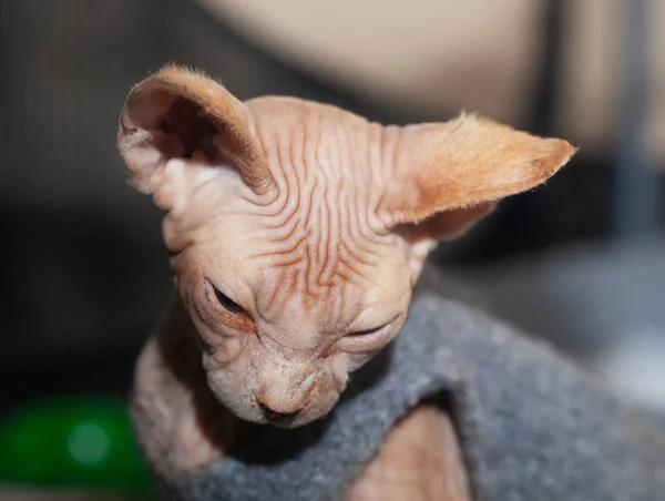 Retrato Hermoso Gato Esfinge Cachorro — Foto de Stock