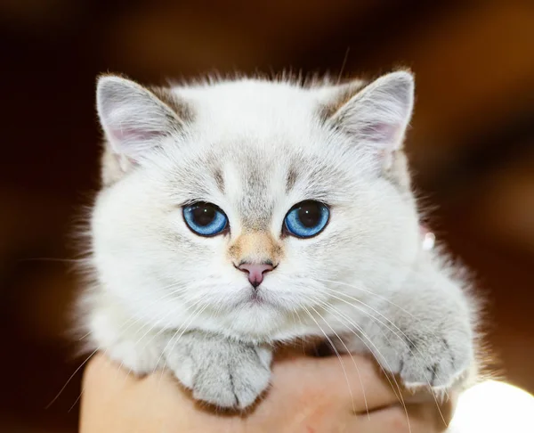 Retrato Gato Britânico Cor Branca Com Olhos Azuis — Fotografia de Stock