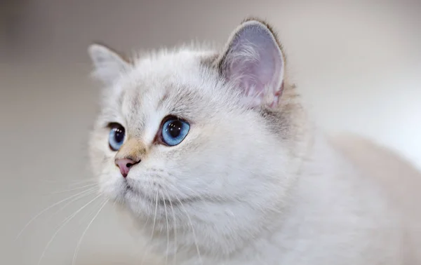 Retrato Gato Británico Color Blanco Con Ojos Azules — Foto de Stock