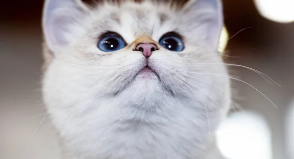 Retrato Gato Británico Color Blanco Con Ojos Azules —  Fotos de Stock