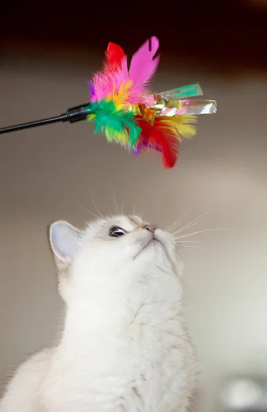 Gato Britânico Cor Branca Com Olhos Azuis Brincando Com Brinquedo — Fotografia de Stock