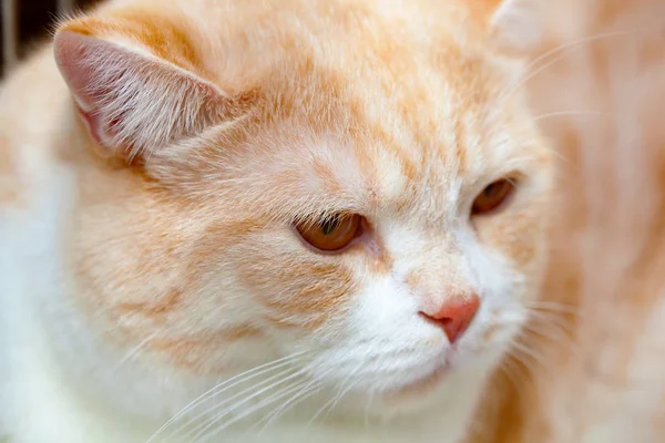 Červená Kočka Činčila Zlato Portrét Hladkosrstá Rovné Skotskou Cat — Stock fotografie
