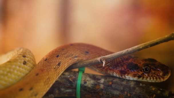 Spalerosophis Atriceps Diadem Snake Royal Snake — Vídeo de Stock