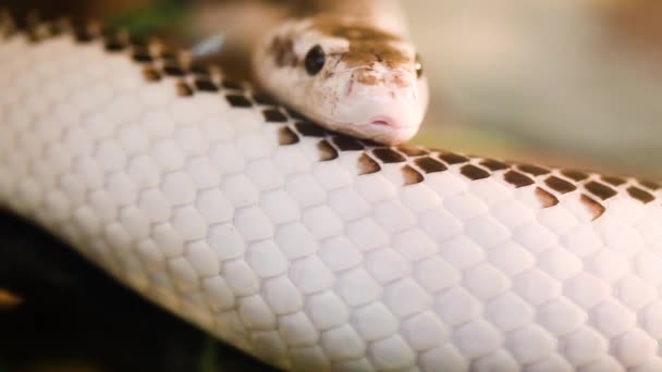 Pantherophis Obsoleta Elaphe Obsoleta Meestal Genaamd Rat Snake — Stockvideo