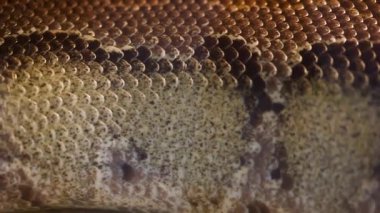 Cropan Hortulanus veya Amazon ağaç Boa yılanı