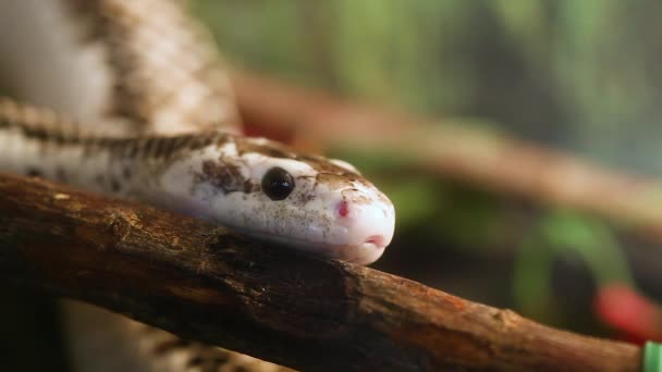 Pantherophis Obsoleta Elaphe Obsoleta Comúnmente Llamada Serpiente Rata — Vídeo de stock