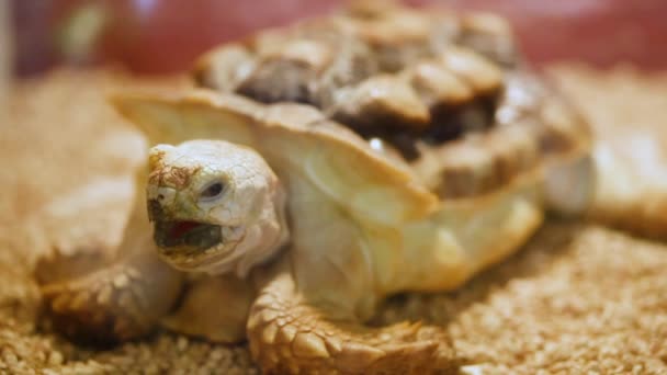 Young African Spurred Sulcata Tortoise Geochelone Sulcata — Stock Video