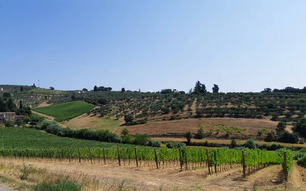 Colina Toscana Com Vinha Perto Oliveiras — Fotografia de Stock