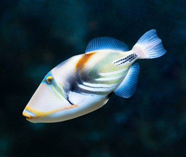 Lagün triggerfish (Rhinecanthus aculeatus), Picasso triggerfish da bilinir. Deniz hayat.