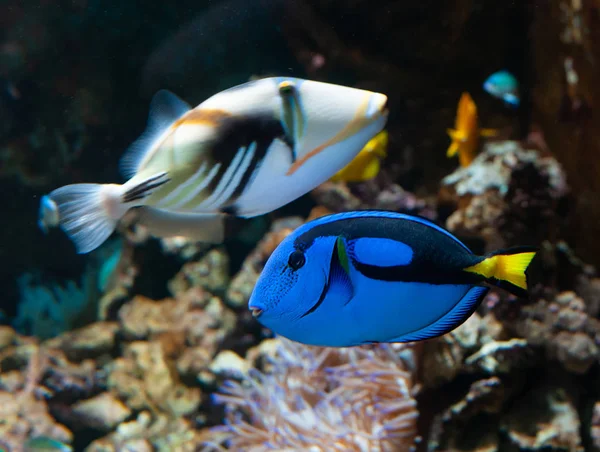 Popular Coral Reef Fish Marine Aquaria Common Names Regal Blue — Stock Photo, Image