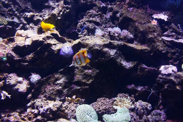 Chelmon Rostratus Copperband Butterflyfish Marine Fish — Stock Photo, Image