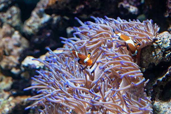 Ocellaris Clownfishes Veya Amphiprion Ocellaris Deniz Anemone Ile — Stok fotoğraf
