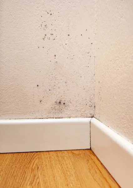 Black Mold Corner Walls — Stock Photo, Image