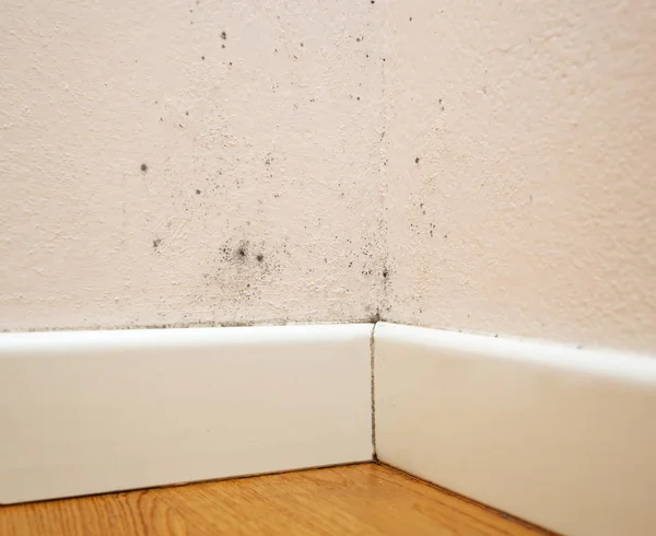 Black Mold in the corner of the walls. — Stock Image Black Mold Corner Walls Stock Photo