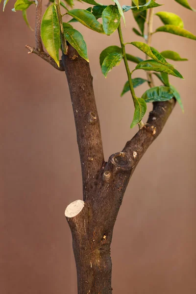 Zitronenpflanze Mit Abgeschnittenem Zweig Schnitt Zur Wiederherstellung Der Kranken Pflanze — Stockfoto