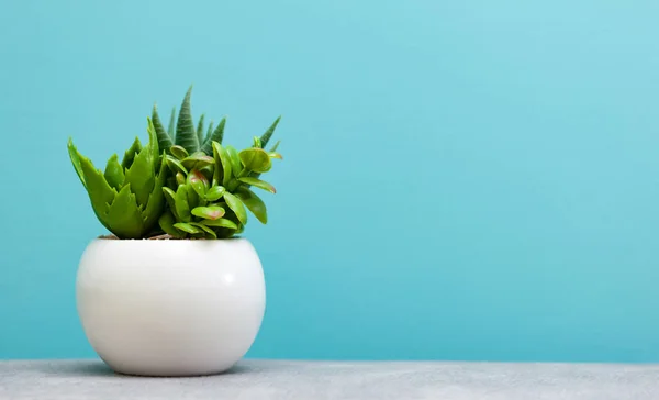 Plantas Verdes Suculentas Maceta Blanca Sobre Fondo Celestial — Foto de Stock