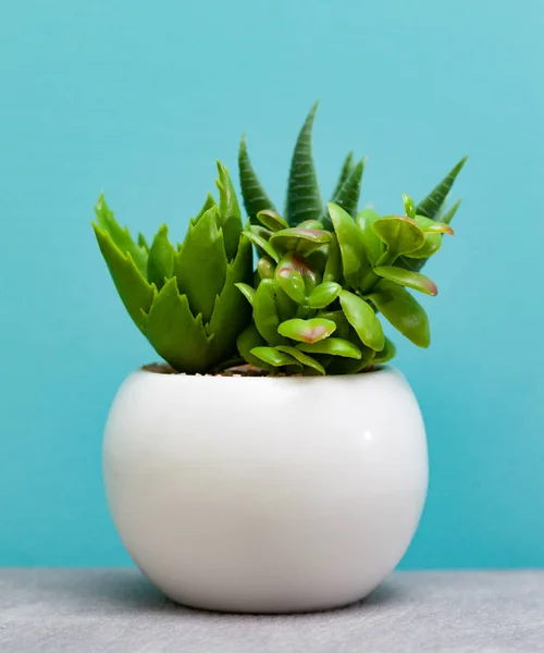 Plantas Verdes Suculentas Maceta Blanca Sobre Fondo Celestial — Foto de Stock