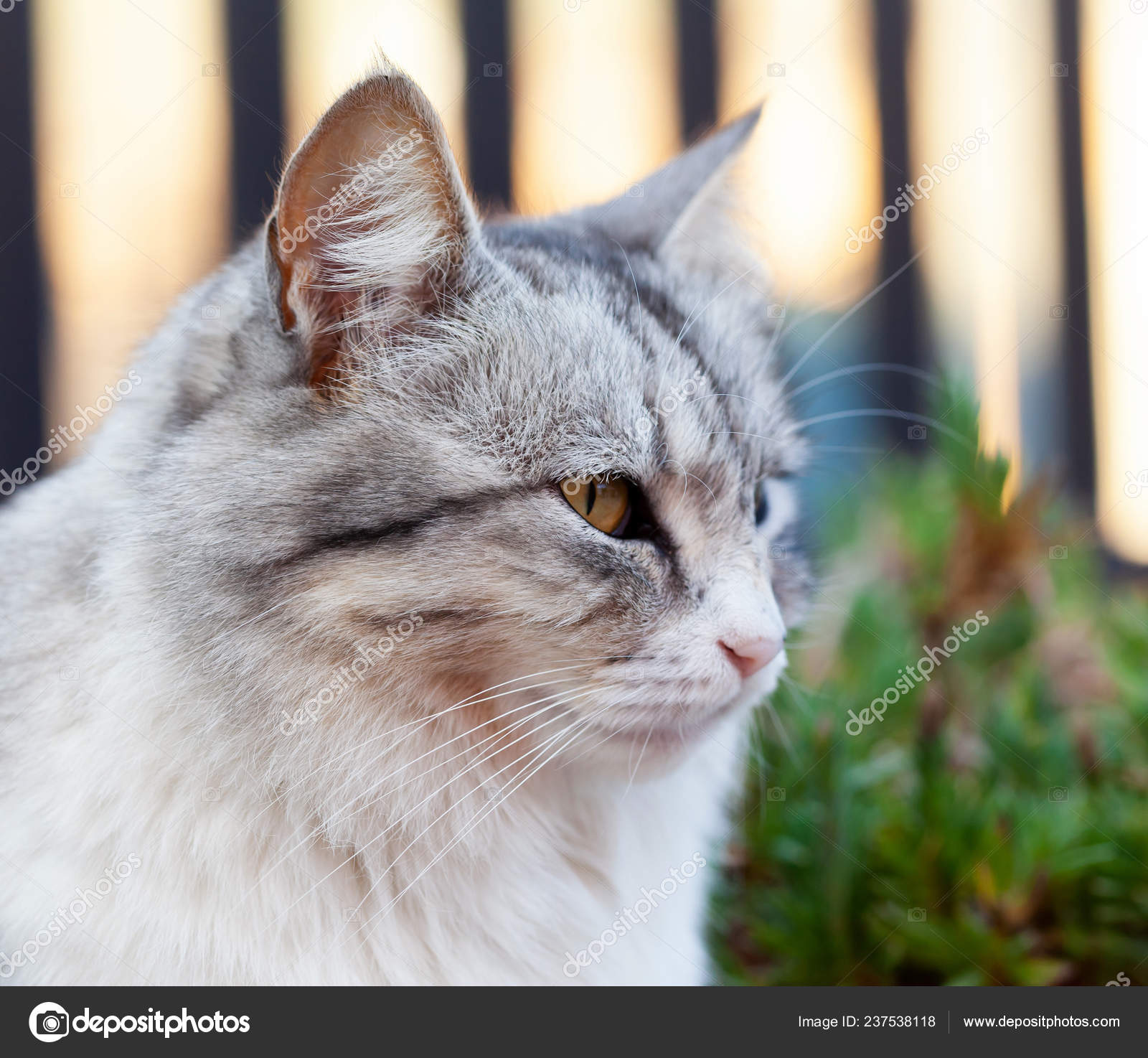 Long Haired White Tabby Cat Blue Eyes 48+ Thousand Cat Long White